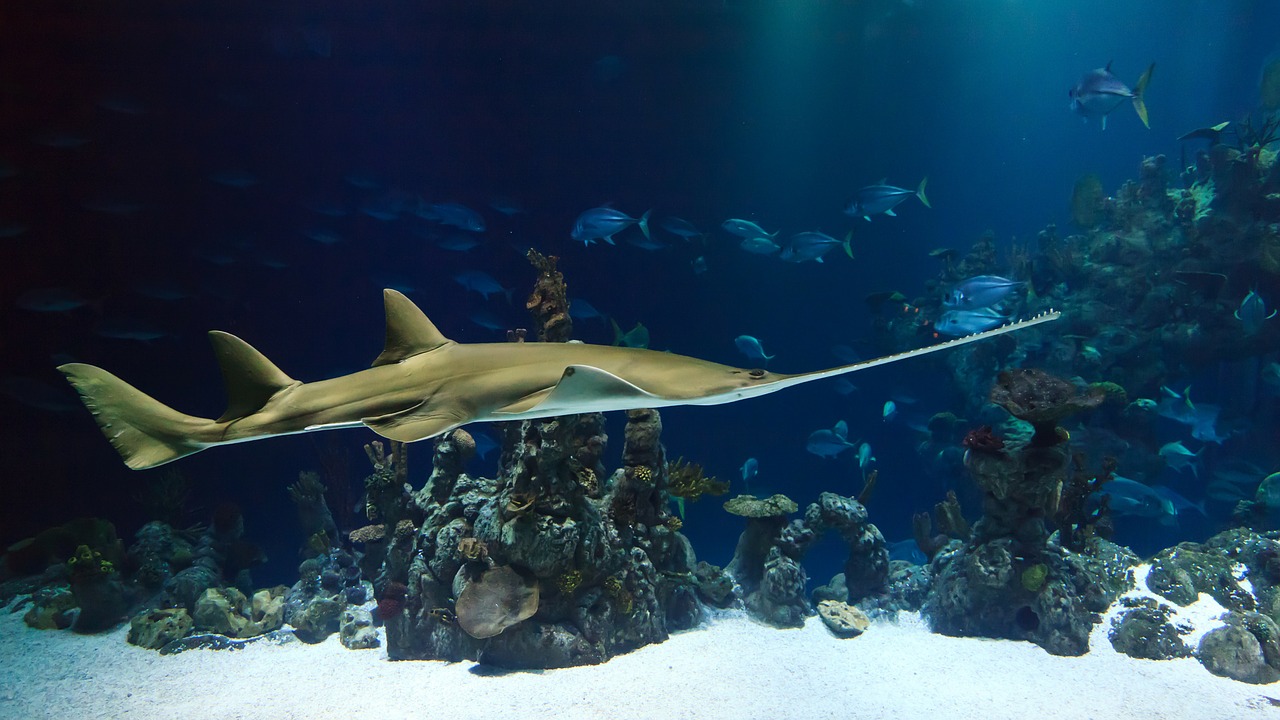 Nourrir de vrais poissons dans le véritable aquarium en ligne Clic Ouest